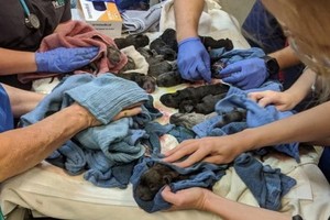 影子誕下多隻幼崽。