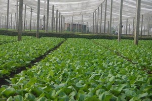 圖為河內市雲內合作社栽培的無公害菜園。（圖源：田升）