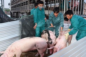 首批父母代種豬13日抵達河靖省錦川縣錦山鄉動物檢疫隔離區。（圖源：文江）