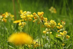 （示意圖源：互聯網）