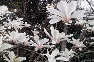 （示意圖源：互聯網）