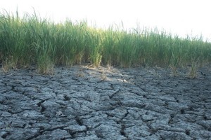 圖為茶榮省乾隆縣的一塊乾涸龜裂稻田。（圖源：互聯網）