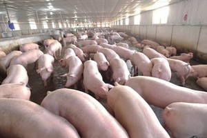 循安全方向重組豬群。（示意圖源：互聯網）