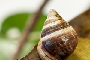 金頂夏威夷樹蝸牛