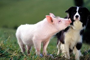 （示意圖源：互聯網）