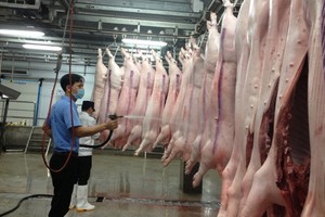 圖為榮英食品技術股份公司的宰豬流水線先進設備。（圖源：玉瓊）