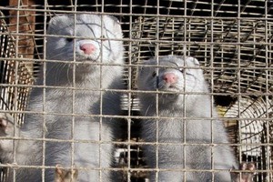 水貂。（圖源：互聯網）