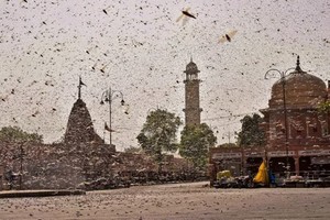 印度拉賈斯坦邦街頭蝗蟲群隨風飛翔滿街都是。（圖源：互聯網）