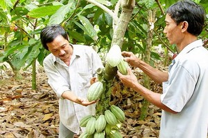 可可果給平福省農夫帶來較高的經濟效益。（圖源：黃北）