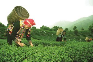 萊州省碳苑縣福科鄉玉賴村農夫採摘茶葉。（圖源：秋莊）