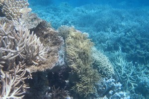 珊瑚美麗的色彩，來自與其共生的蟲黃藻。但蟲黃藻對水溫十分敏感，水溫太高，蟲黃藻便會離開，造成珊瑚白化。（圖源：Robert Linsdell）