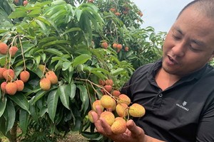 一名北江農夫在採摘早熟的荔枝。（圖源：黃潘）