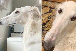 俄羅斯獵狼犬埃里斯或是世界上最長的狗鼻子。（圖源：互聯網）