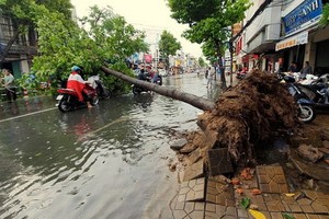旋風襲擊芹苴市寧喬郡把街旁的一棵大樹連根拔起倒在馬路面。（圖源：高峰）