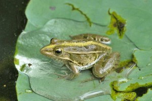 （示意圖源：互聯網）