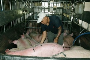 職能力量現場查破揭發阮成倫向豬隻的肚子注水以增加重量。（圖源：CTV）