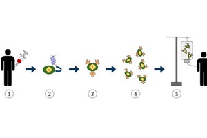 嵌合抗原受體 T 細胞免疫療法流程圖。
