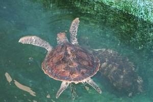 致力保護海洋生物