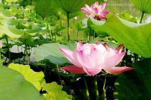 （示意圖源：互聯網）