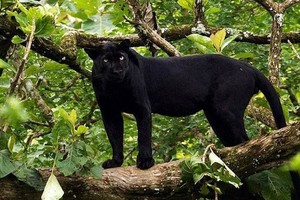 （示意圖源：互聯網）