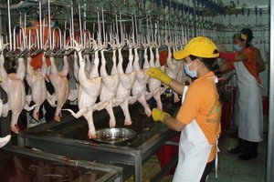 雞肉價格近日大幅上漲創新高。（示意圖源：互聯網）