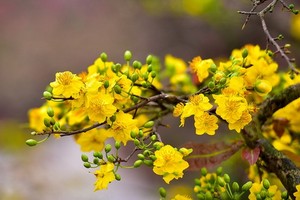 （示意圖源：互聯網）