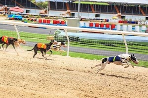 賽狗。（圖源：互聯網）