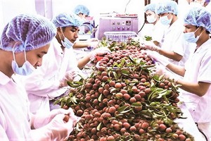 越南荔枝外銷國際市場。