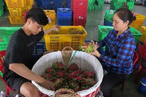 商販安放火龍果。（圖源：互聯網）