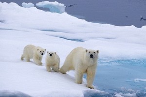 北極熊生存環境受到極大破壞。（圖源：互聯網）