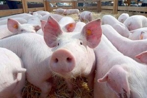 （示意圖源：互聯網）