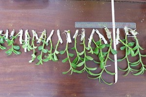 竊匪把偷竊所得的蘭花分成小段。（圖源：Zing）