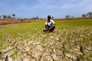 茶榮省水稻田受乾旱及海水入侵日益嚴重。（圖源：TTV）