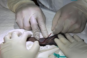 研究人員說，蝙蝠病毒譜系中病毒重組的現有多樣性和動態過程，證明了要事先鑑定出可能引發重大人類疫情的病毒相當困難。 （圖源：路透社）