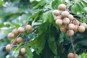 （示意圖源：互聯網）