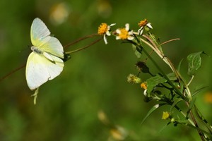 （示意圖源：互聯網）