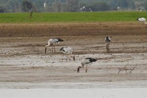 一群白頭䴉鸛在治安湖邊淺水處覓食。（圖源：同奈自然文化保護區）