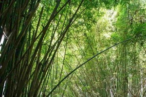 台灣６個「絕美竹林秘境」　走一趟「享受滿滿芬多精」忘卻憂愁