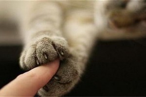 （示意圖源：互聯網）