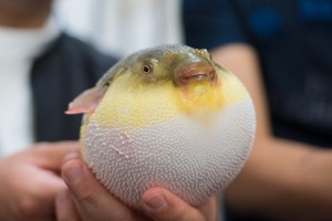 河豚（圖源：互聯網）