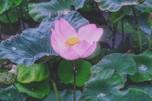 （示意圖源：互聯網）