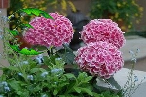 （示意圖源：互聯網）