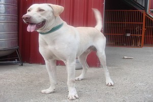 （示意圖源：互聯網）