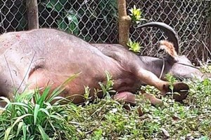 連續攻擊多人的瘋牛已被擊斃。（圖源：Đ.R）