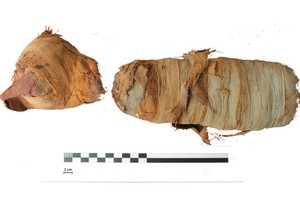 微電腦斷層掃描技術協助下，研究團隊認為這隻貓咪應該是被勒死，脖子也遭折斷。