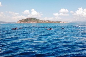 一群海豚在海面上跳水嬉戏。（圖源：明雅）