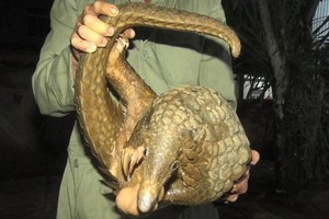 獲釋放返回森林的穿山甲。（圖源：黃北）