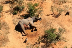 博茨瓦納認定藍藻細菌導致數百頭大象死亡。（圖源：路透社）