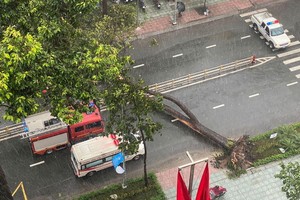 大樹連根拔起倒在路上。（圖源：黃劉德全）