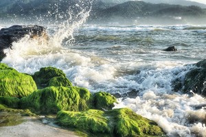 南烏石灘青苔美景